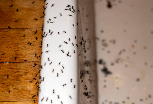 Best Insect Control  in Sewaren, NJ